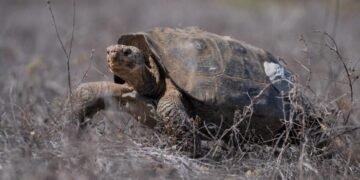 Tras 150 años de ausencia, vuelven 158 tortugas gigantes a la isla Floreana gracias a tecnología satelital