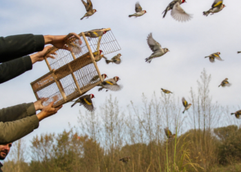 Recuperan y liberan 88 aves del tráfico ilegal en Zárate